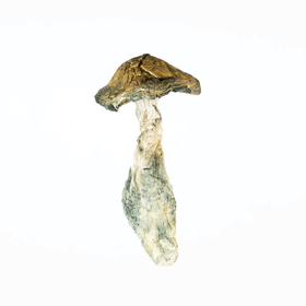 A-One Mushrooms - Makilla Gorilla - Image 3