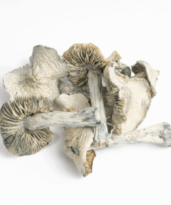 Alternative view of Treasure Coast Albino Mushrooms