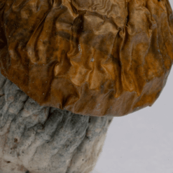 Alternative view of Avalanche Mushrooms