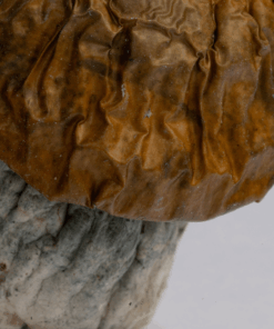 Alternative view of Avalanche Mushrooms