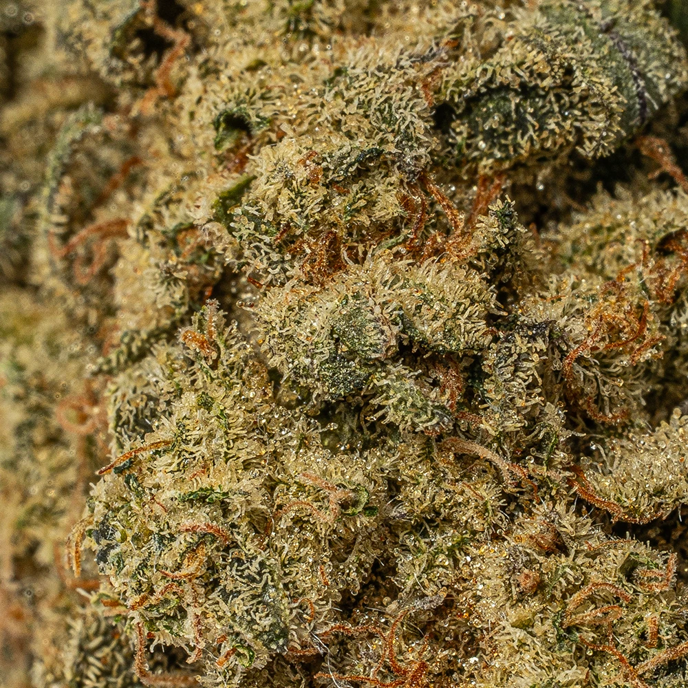 Bear Dance (AA) - Image 4