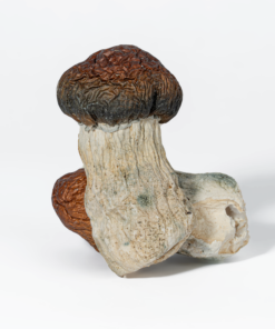 Blue Pulaski Mushrooms