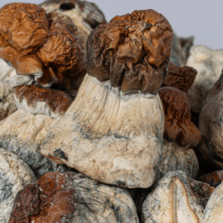 Alternative view of B+ Mushrooms