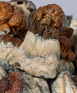 Alternative view of B+ Mushrooms