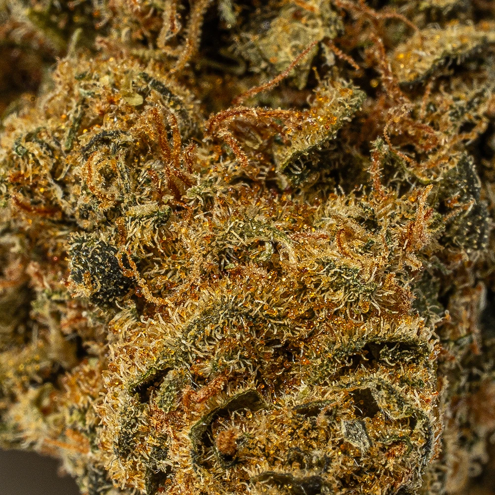 Bubblegum (AA) - Image 4