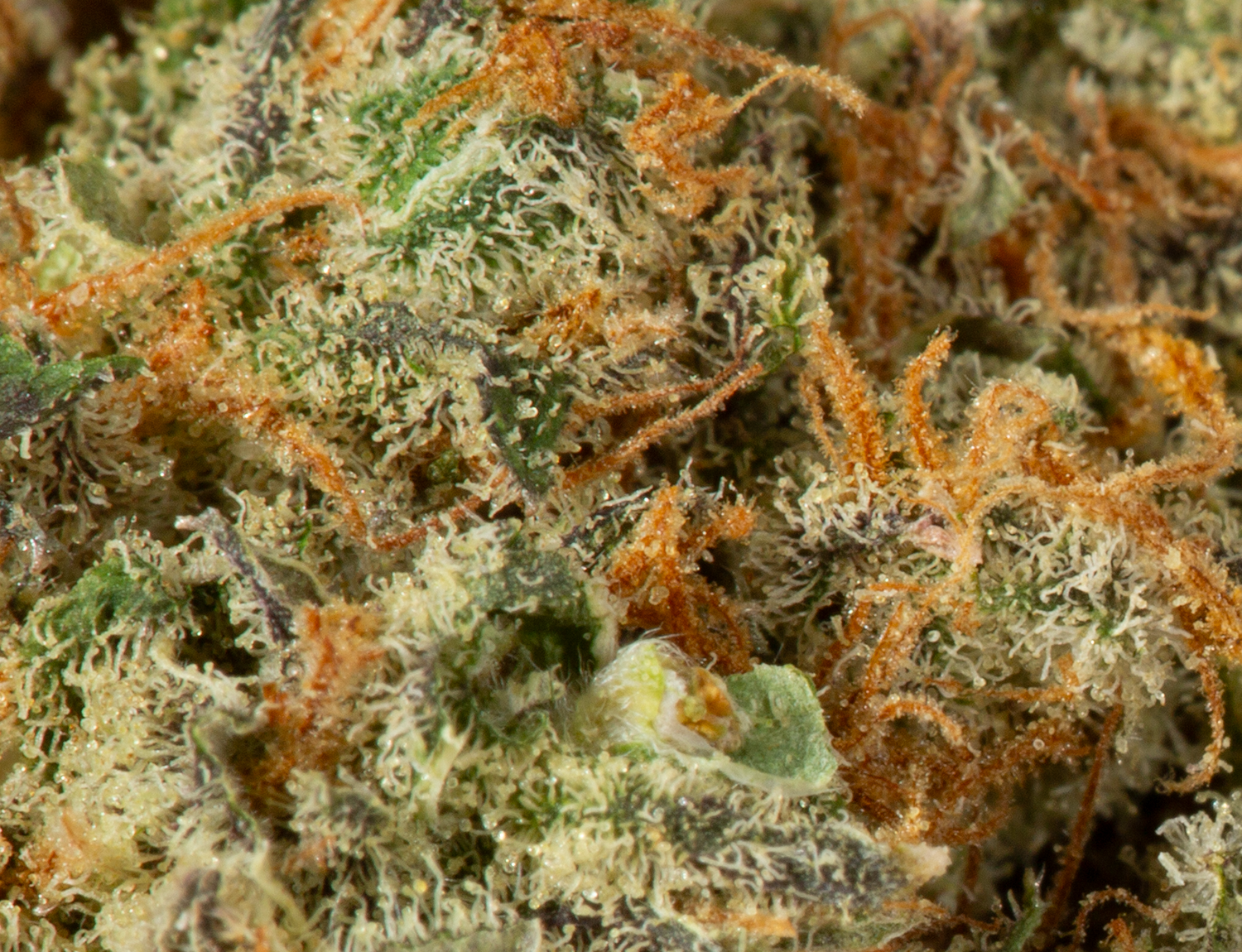 Blackberry x Blueberry (AA+) - Image 5