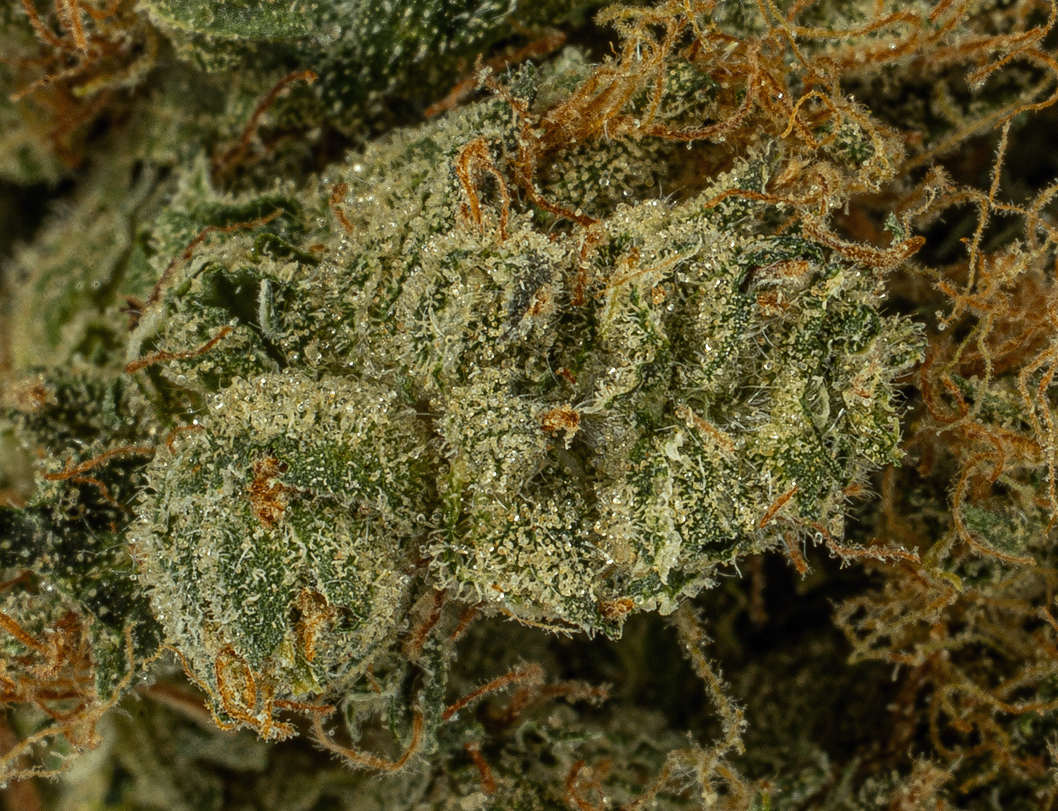 Cali Bubba (AA) - Image 4