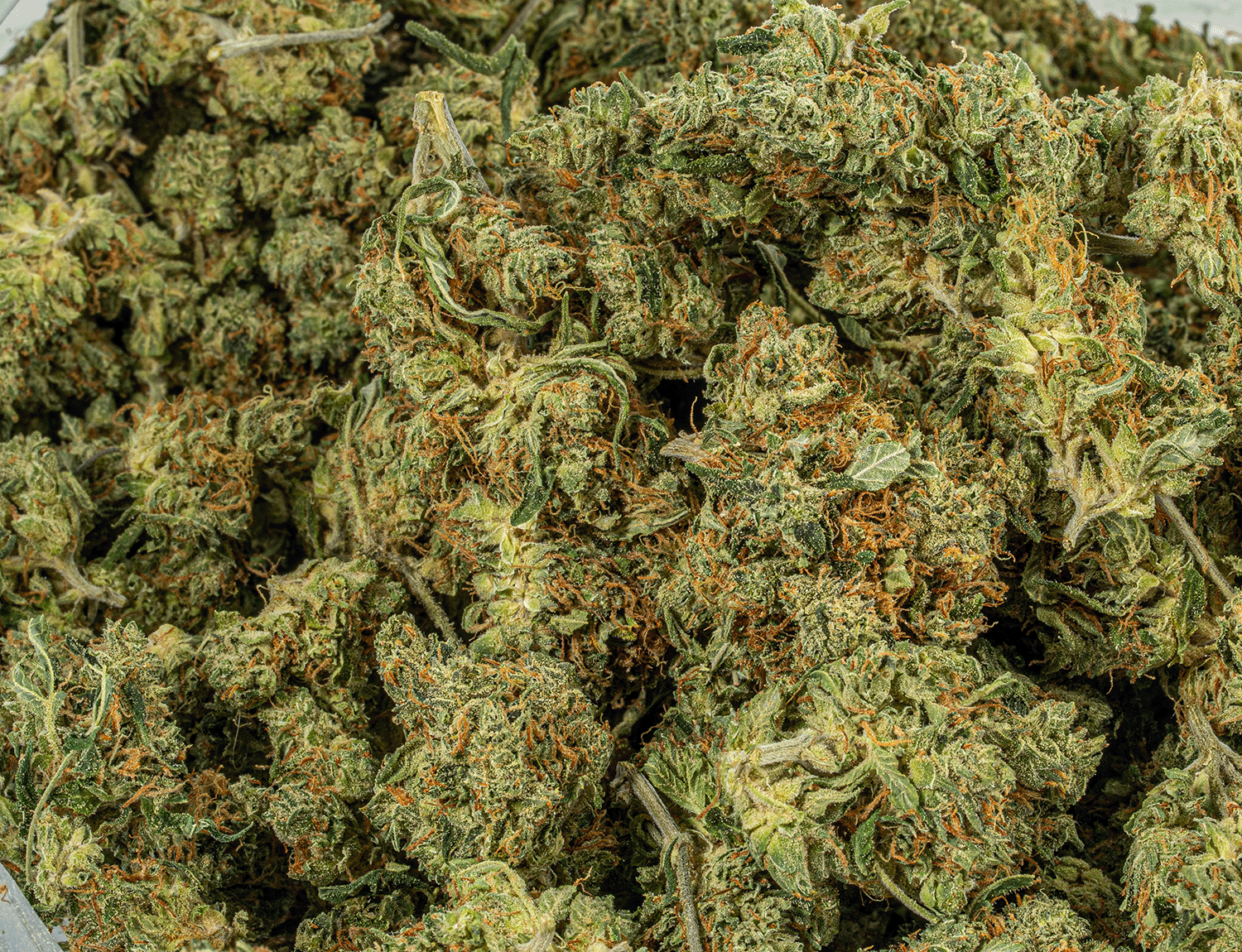 Cali Bubba (AA) - Image 5