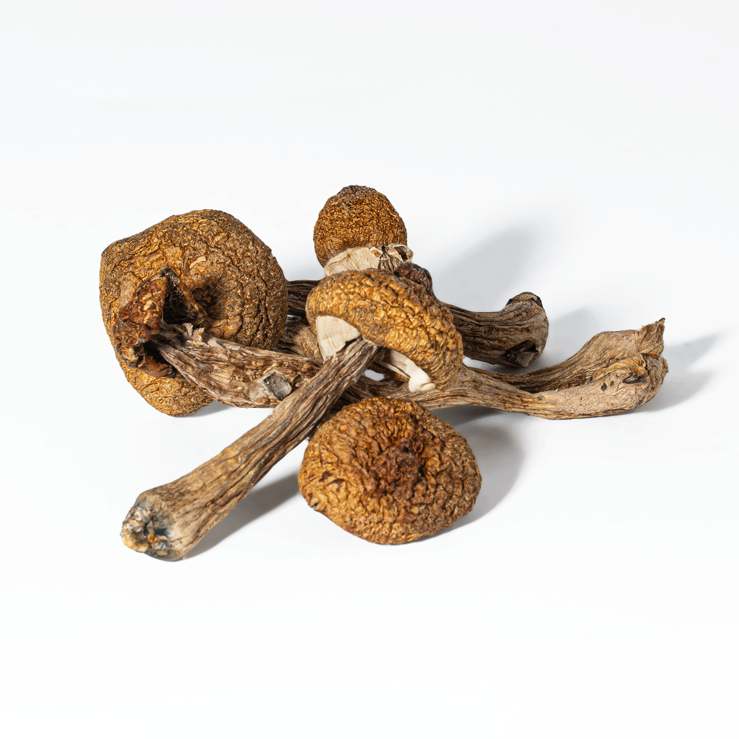 Super Thai Mushrooms - Image 2