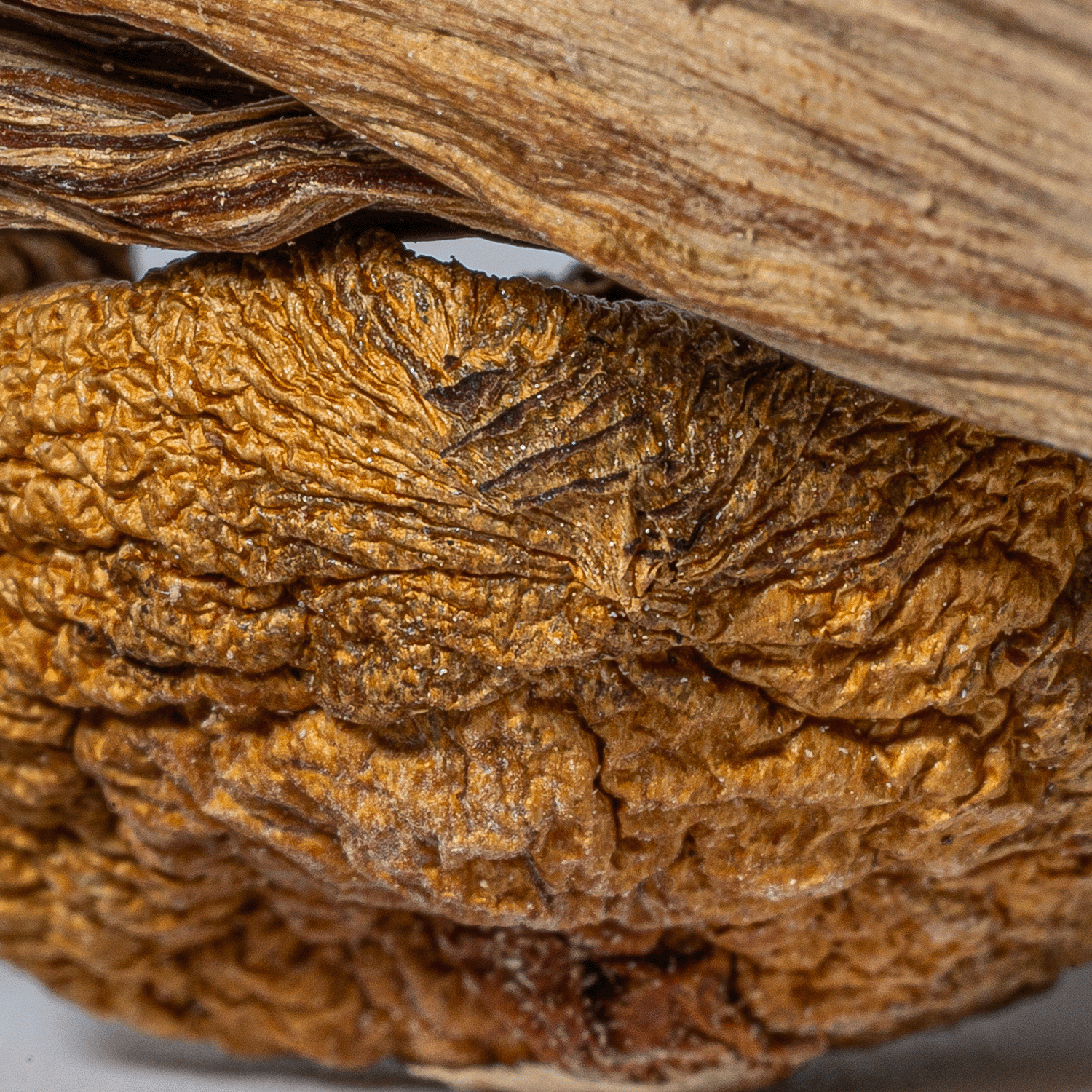 Super Thai Mushrooms - Image 4