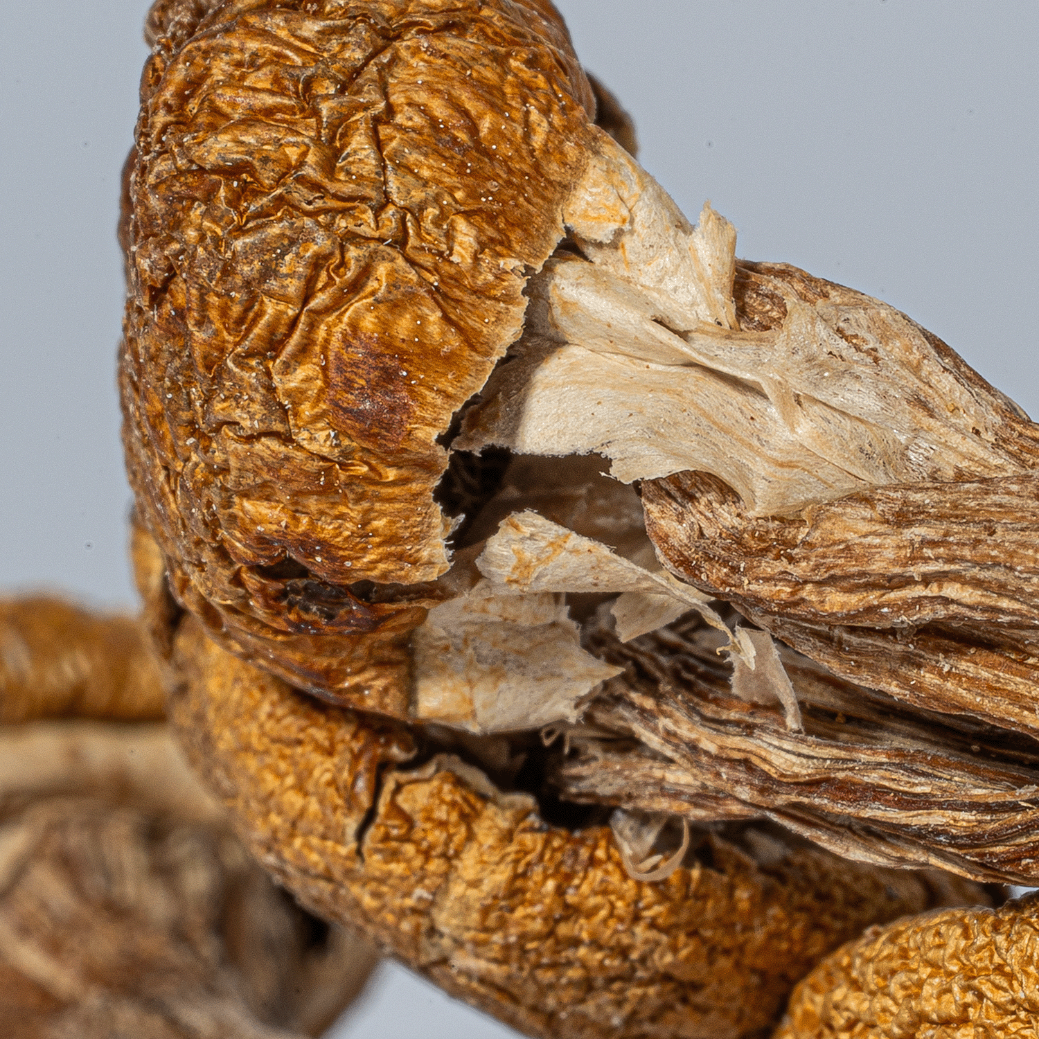 Super Thai Mushrooms - Image 3