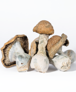 Alternative view of Code Blue Mushrooms