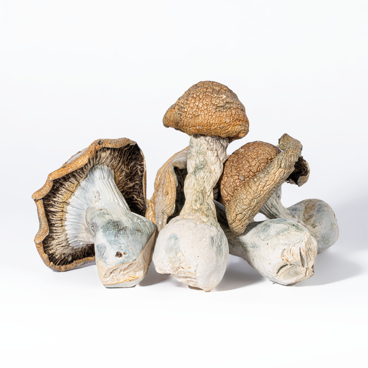 Code Blue Mushrooms - Image 2