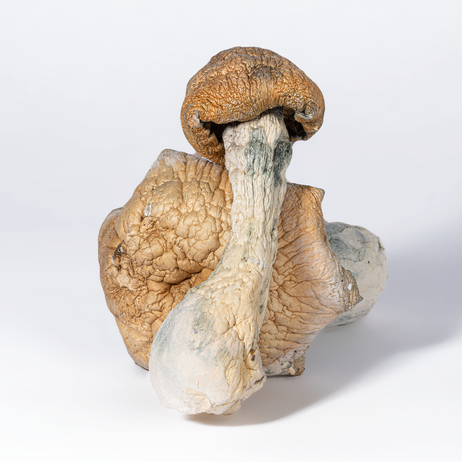 Code Blue Mushrooms - Image 3