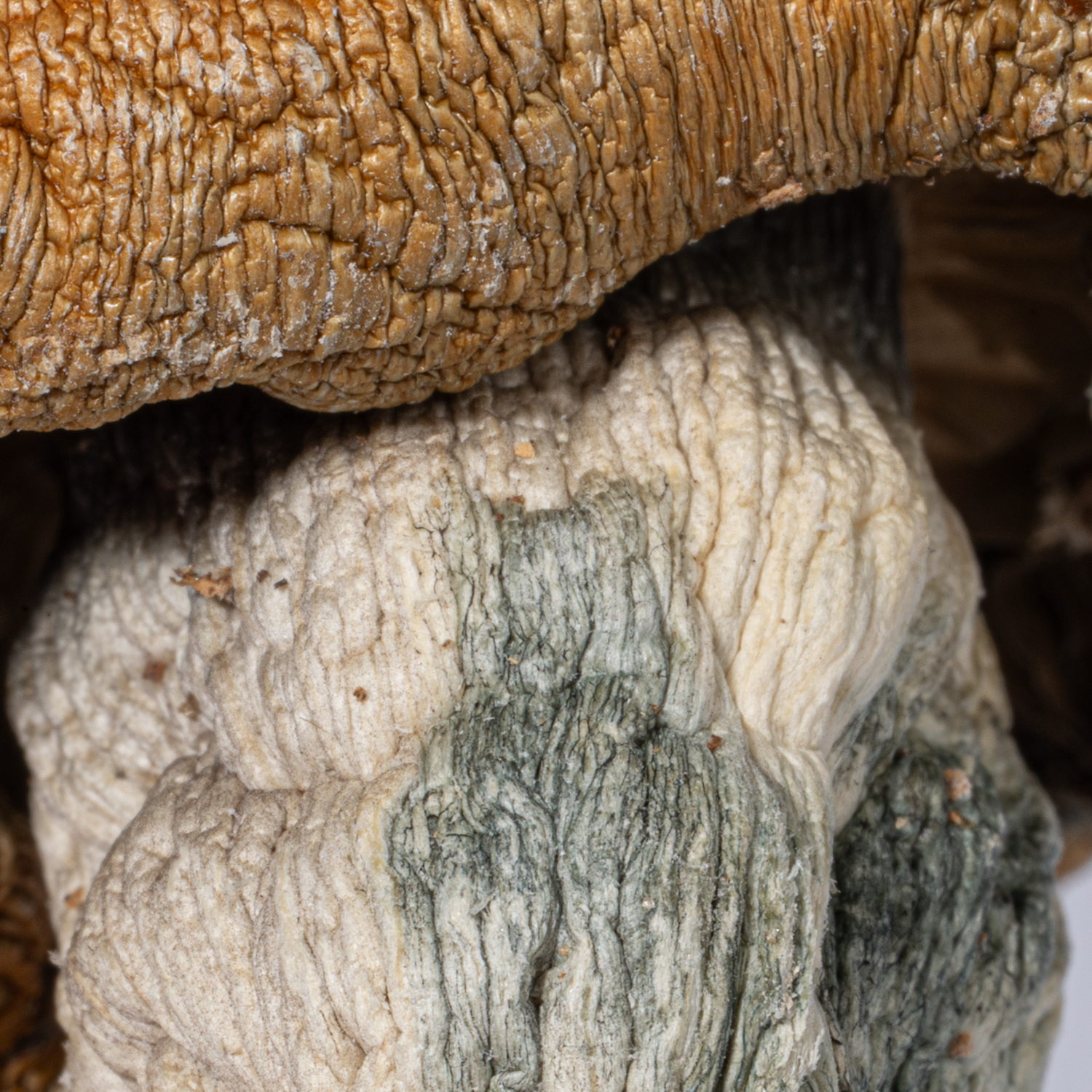 Code Blue Mushrooms - Image 4