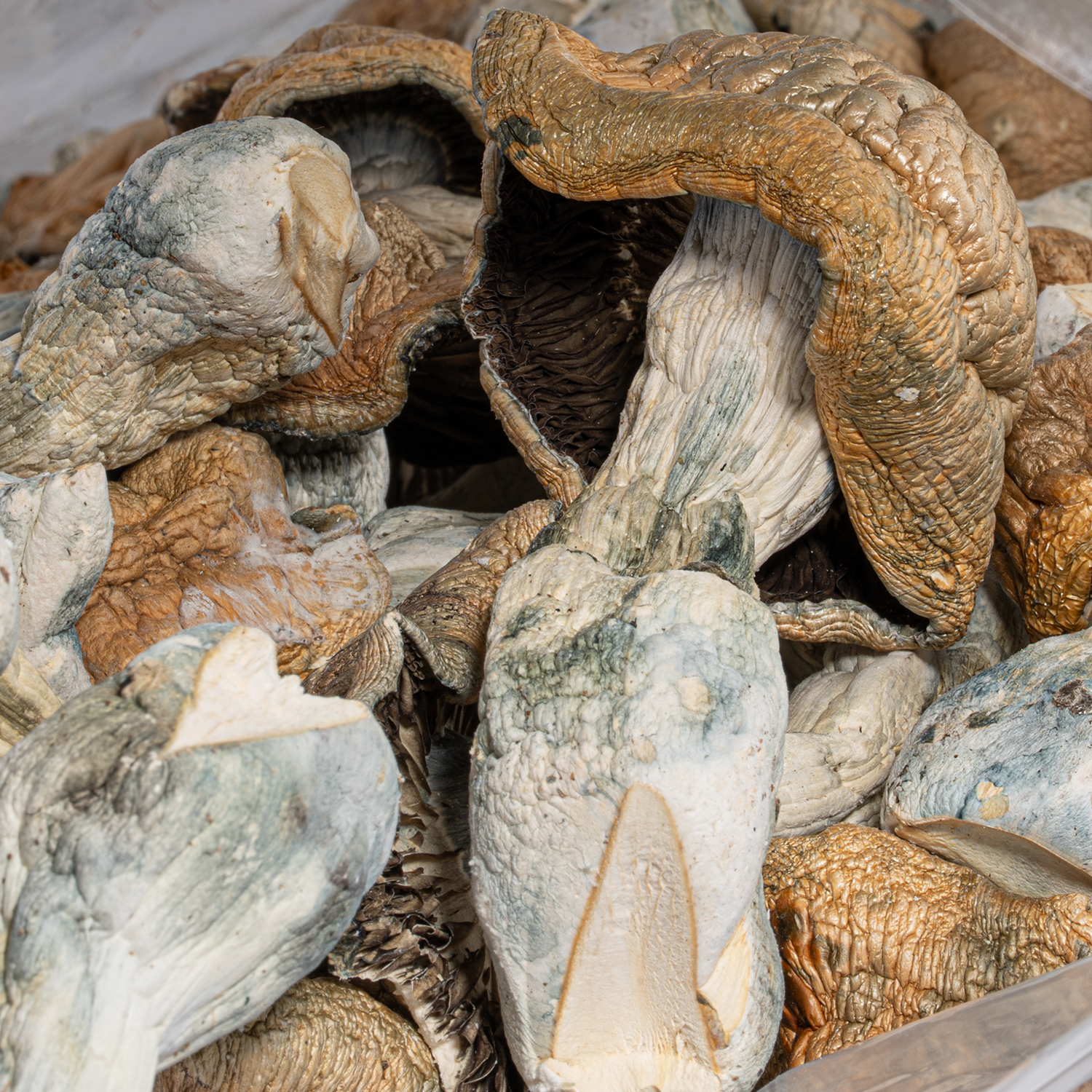 Code Blue Mushrooms - Image 5