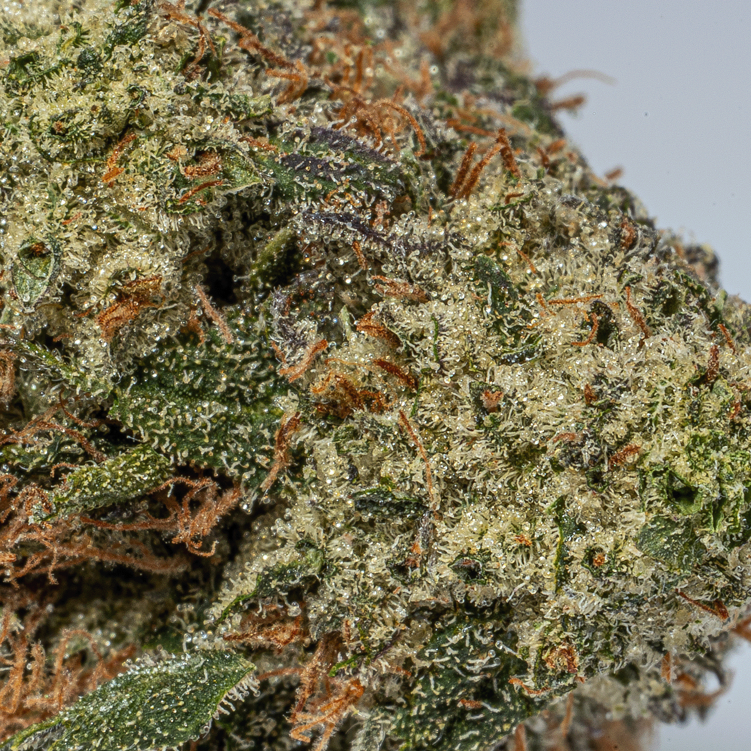 Chemical Weapon (AAA+) - Image 4