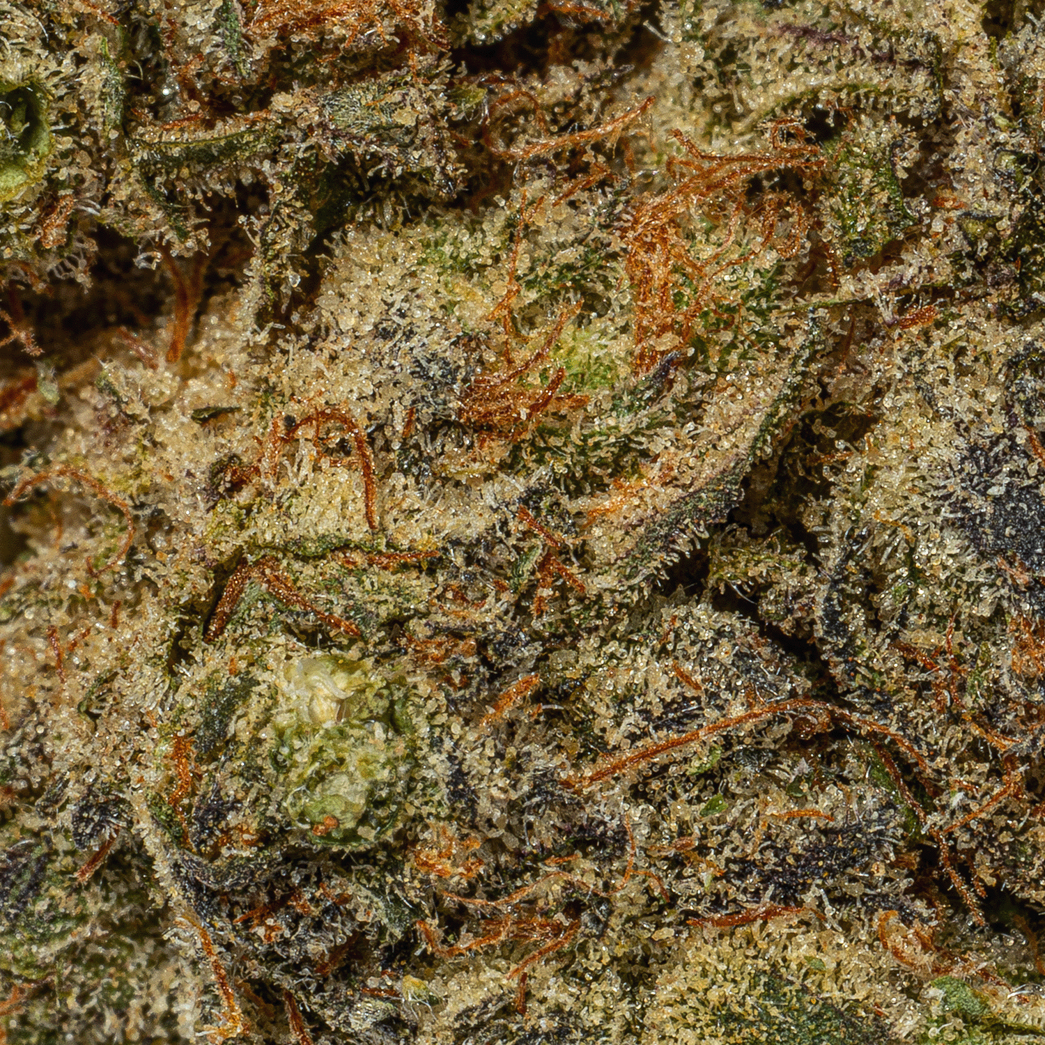 Blue Face (AAA) - Image 5