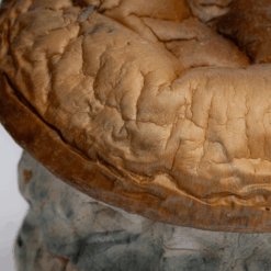 Alternative view of Dino Eggs Mushrooms