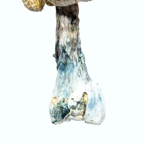 A-One Mushrooms - Koh Samui - Image 2