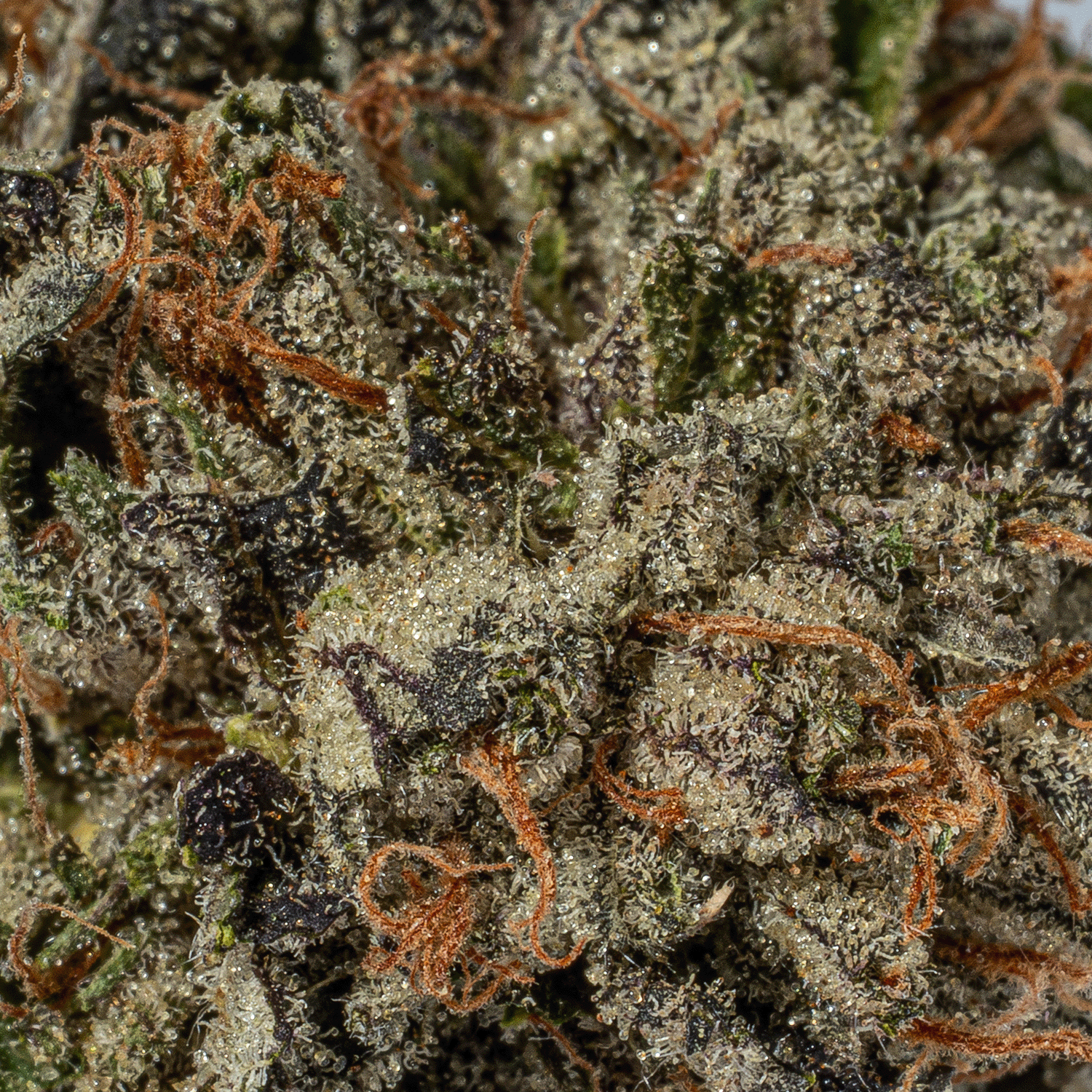 Gas Daddy (AAAA) - Image 3