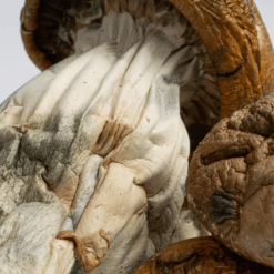 Alternative view of Golden Mammoth Mushrooms