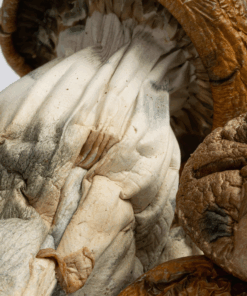 Alternative view of Golden Mammoth Mushrooms