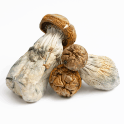 Golden Mammoth Mushrooms