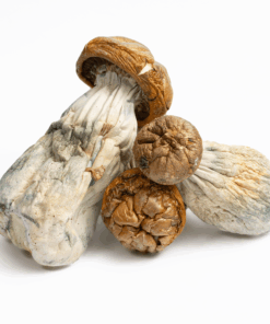 Golden Mammoth Mushrooms