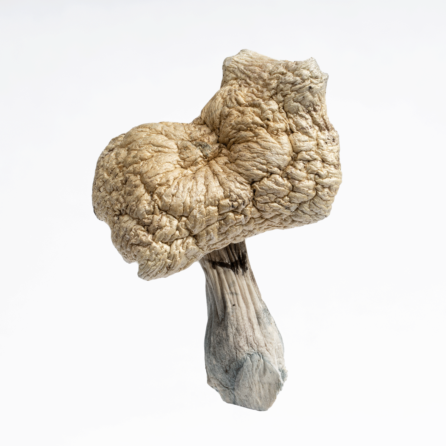 Golden Teacher Mushrooms - Image 4
