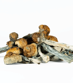 Alternative view of A-One Mushrooms - Golden Teacher