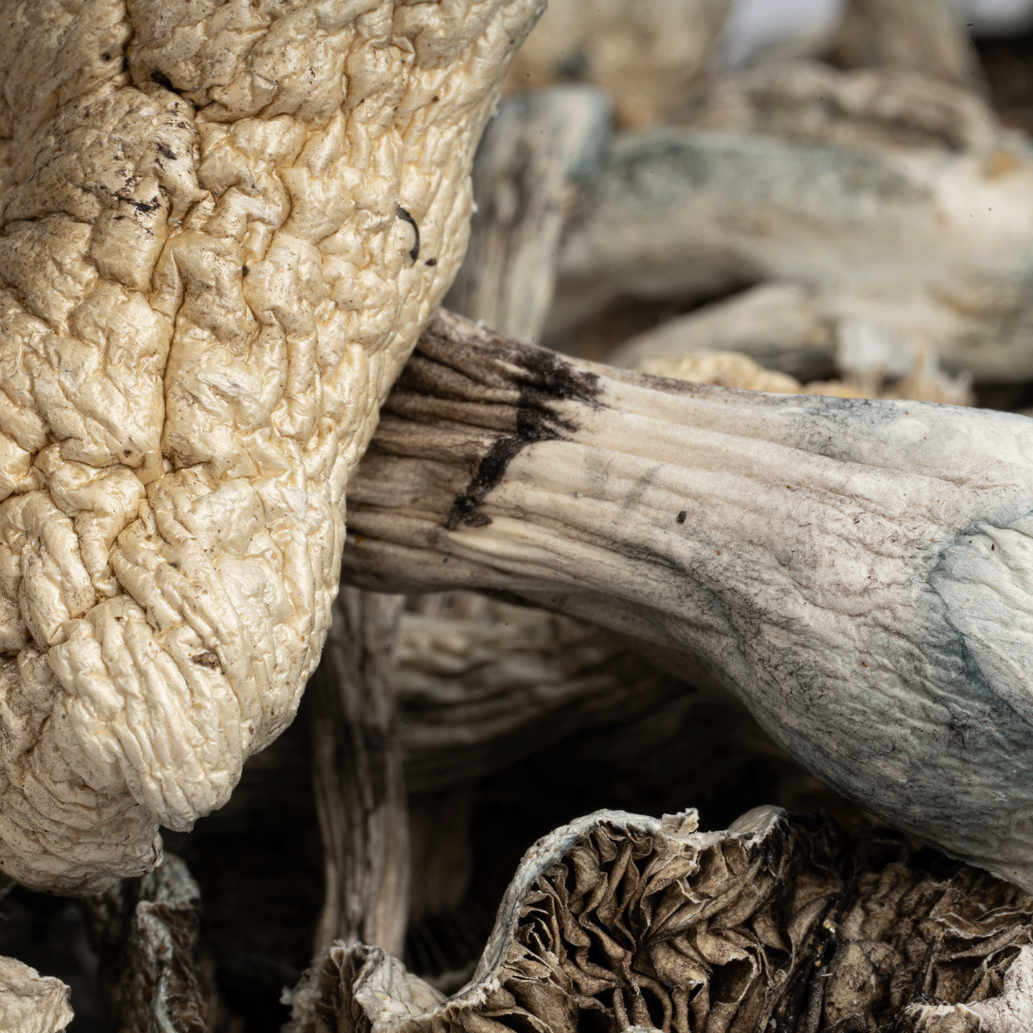 Golden Teacher Mushrooms