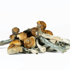 A-One Mushrooms - Golden Teacher - Image 2