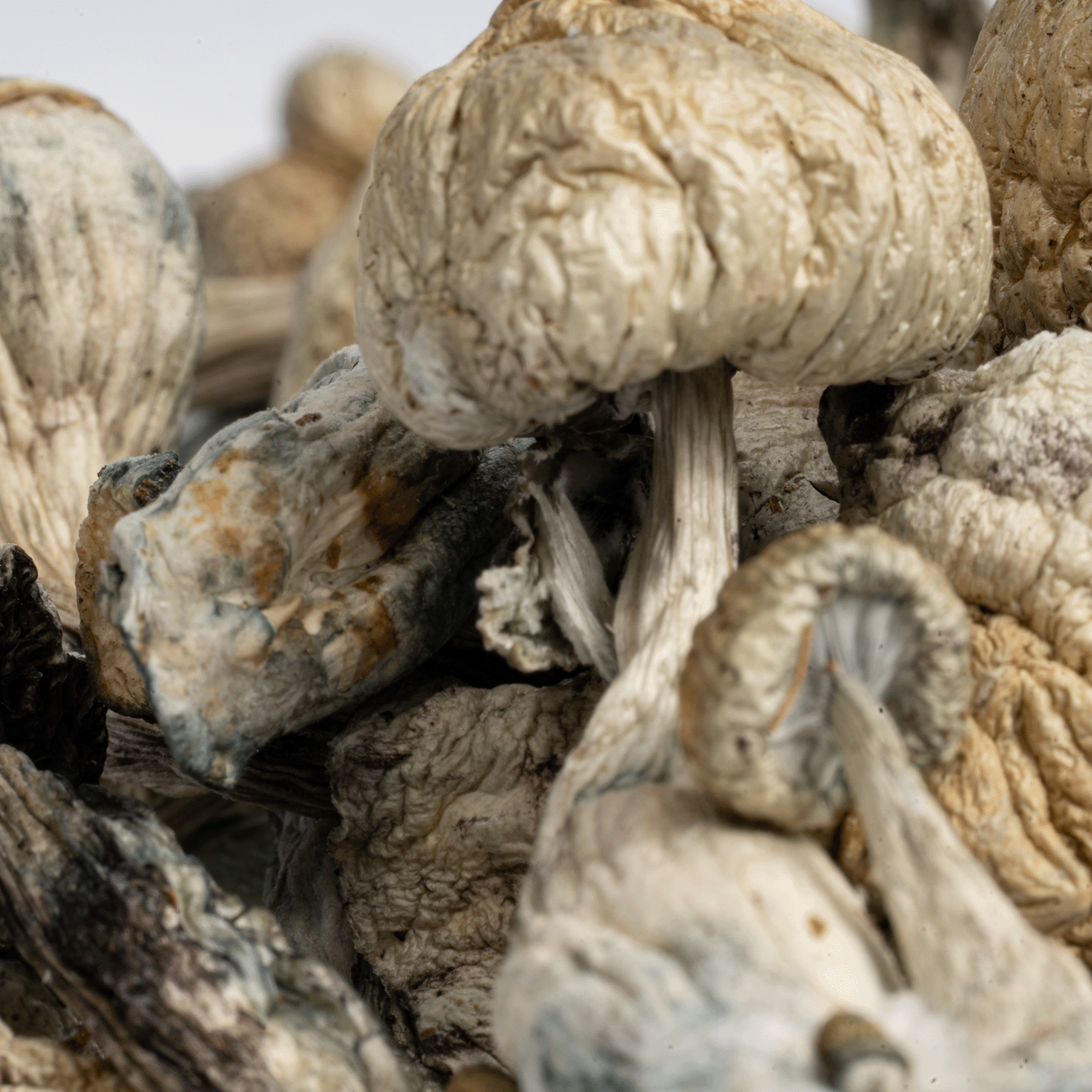 Golden Teacher Mushrooms - Image 3