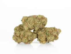 Alternative view of Gelato (AAA+)