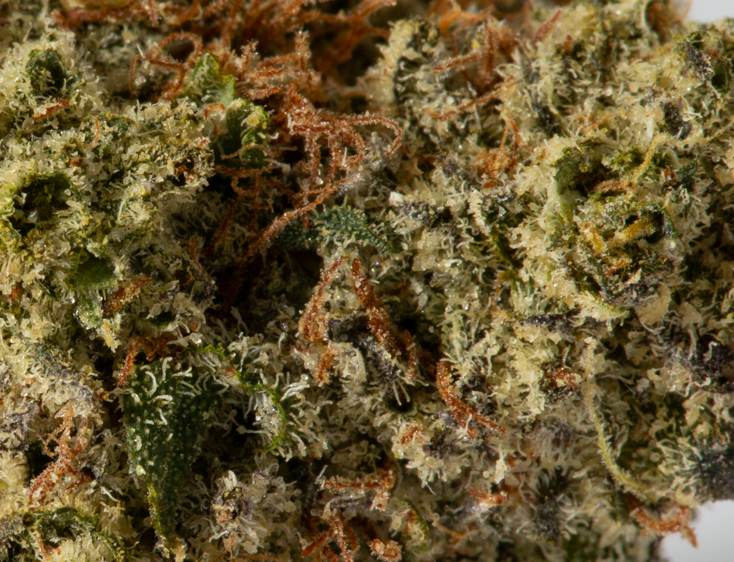 Gelato (AAA+) - Image 5