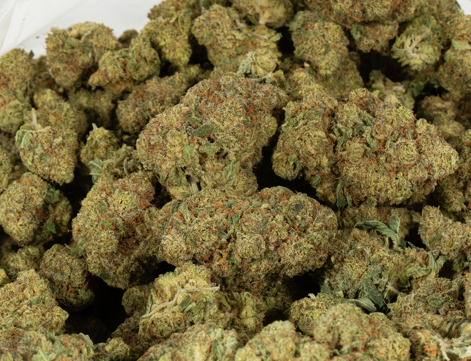 Gelato (AAA+) - Image 4