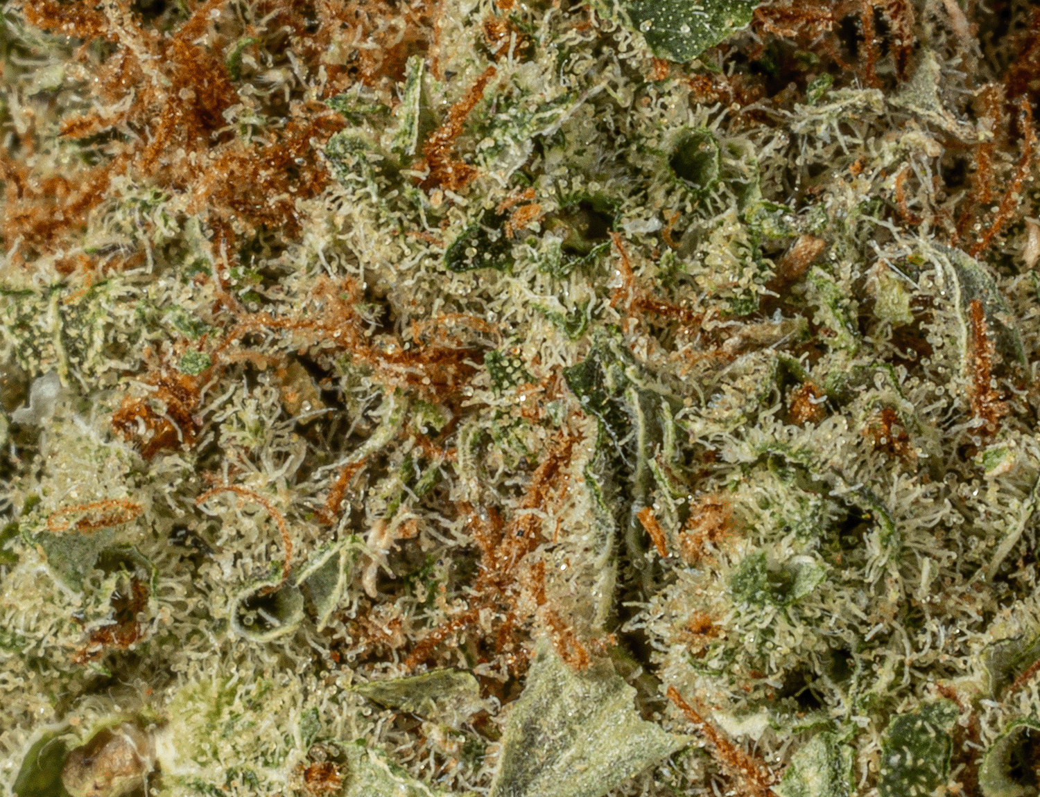 Happy Hour (AA+) - Image 5