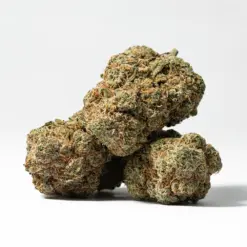 Alternative view of Harlequin (AAA)