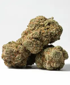 Alternative view of Harlequin (AAA)