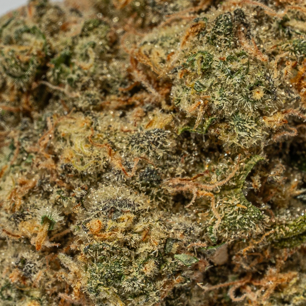 Harlequin (AAA) - Image 4