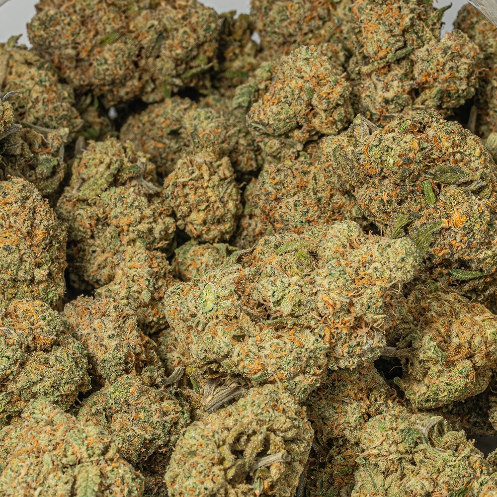 Harlequin (AAA) - Image 5