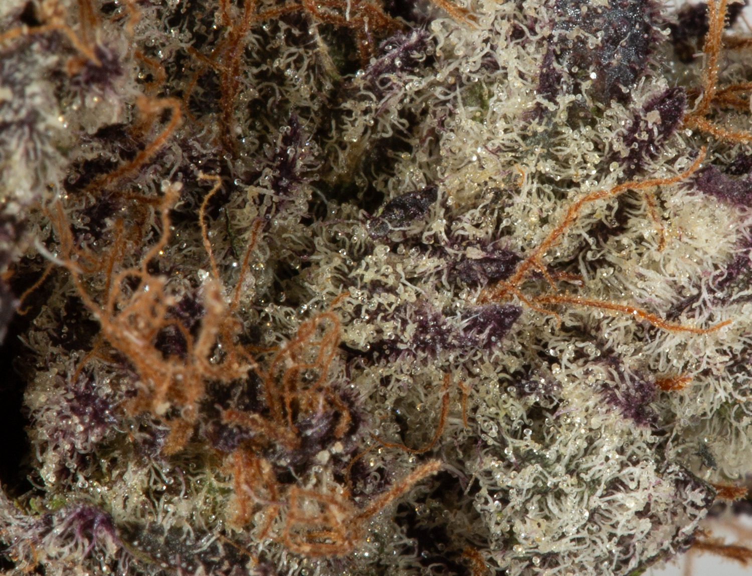 Hawaiian Honey Purple (Craft) - Image 5