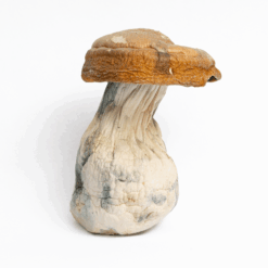 Alternative view of King Kong Mushrooms