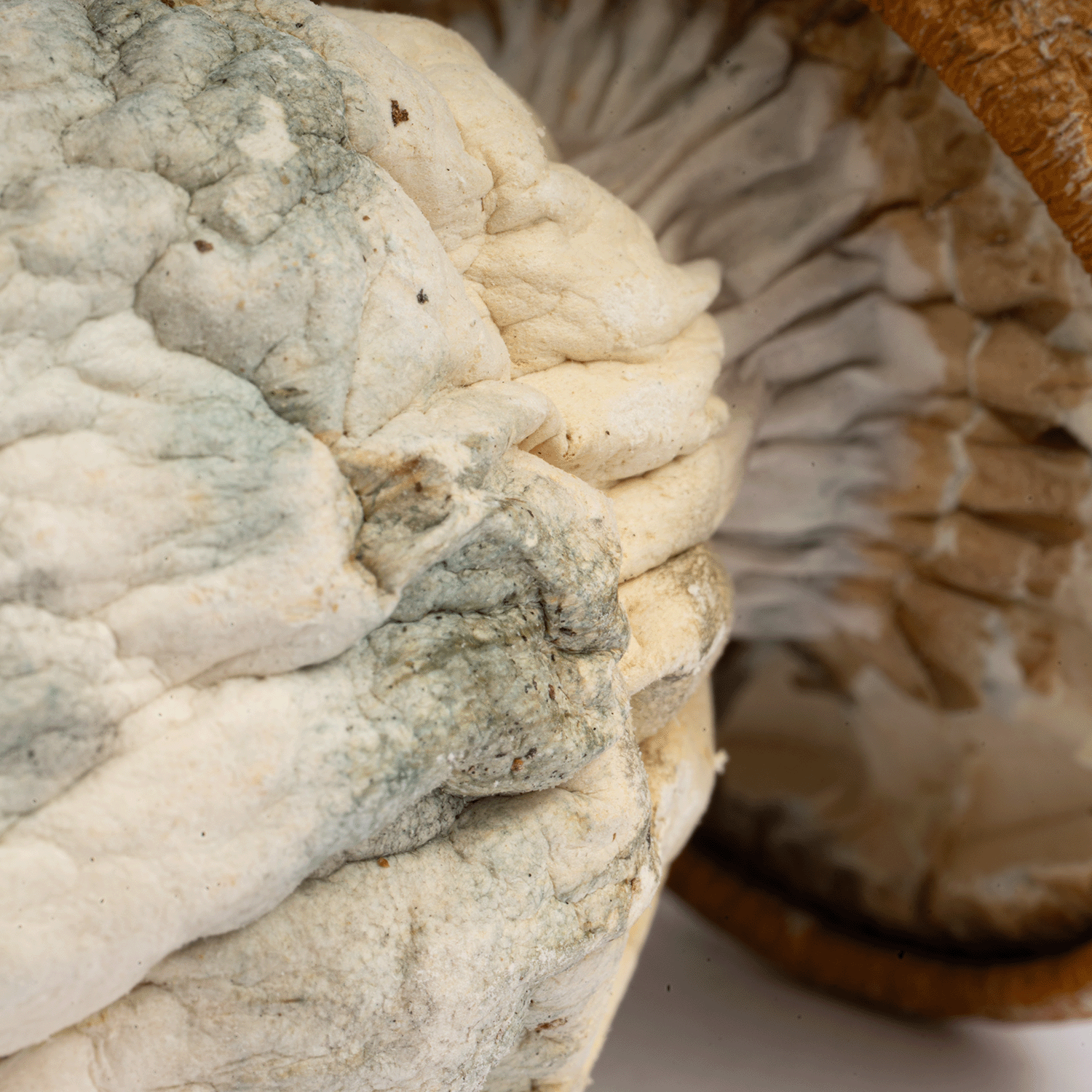 King Kong Mushrooms - Image 3