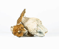 A-One Mushrooms - Lucid Gates