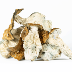 Alternative view of A-One Mushrooms - Lucid Gates