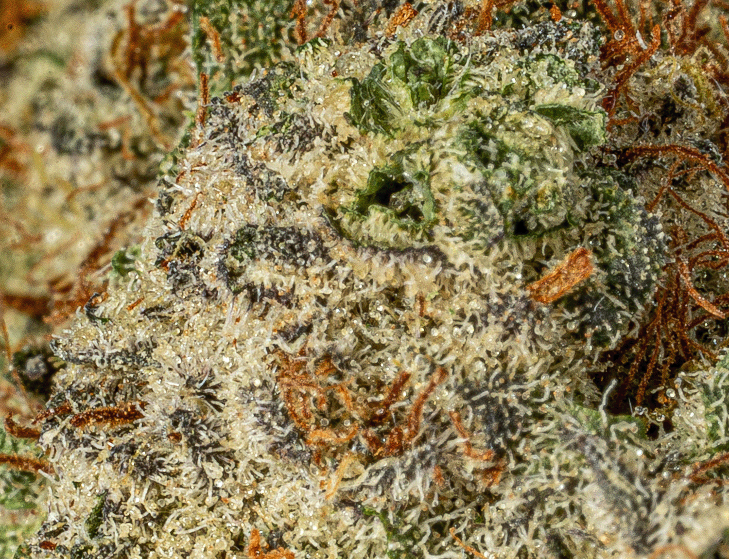 Lucky Charms (AAA) - Image 5