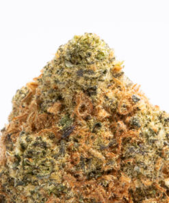 Alternative view of Loyalty (AAA)