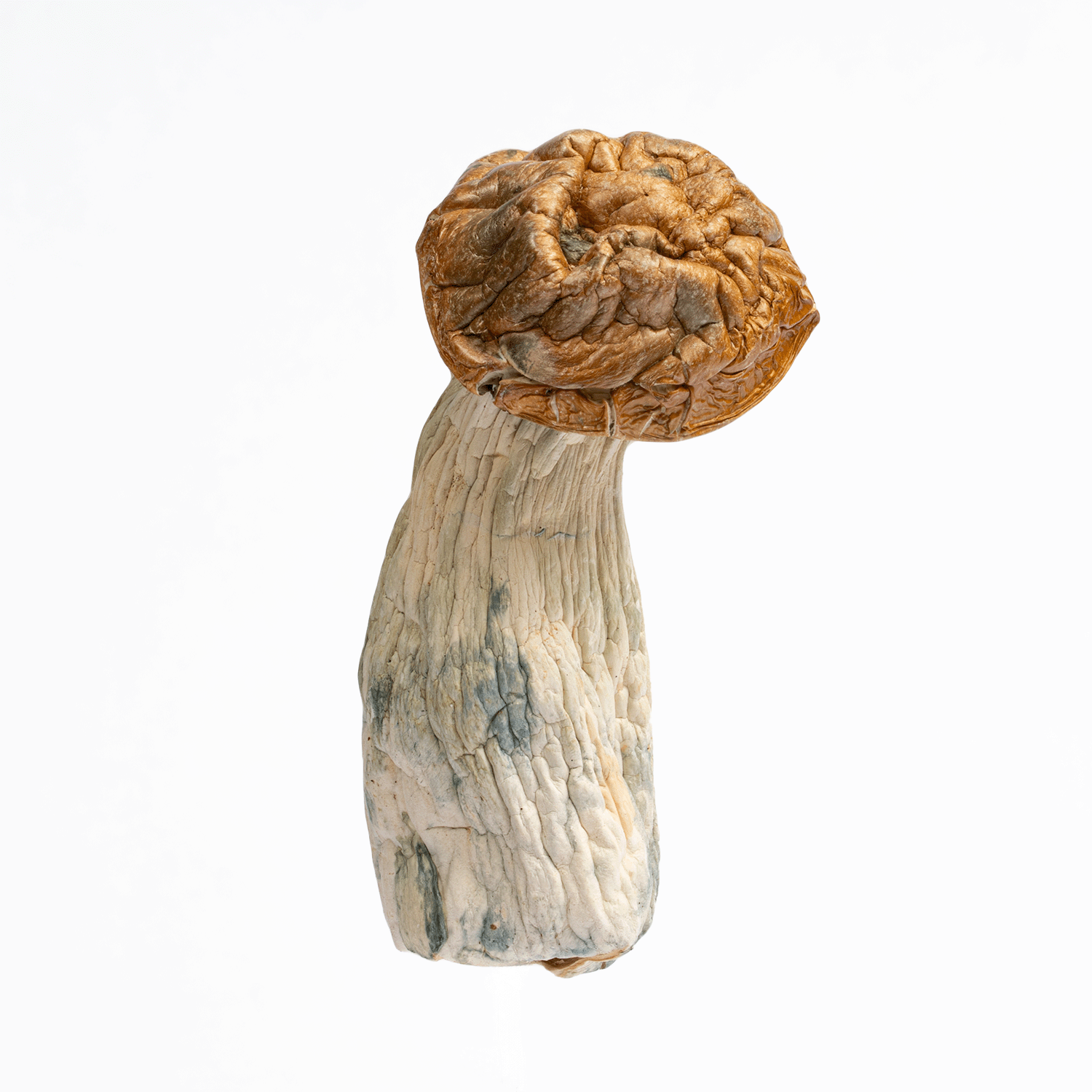 Makilla Gorilla Mushrooms - Image 4
